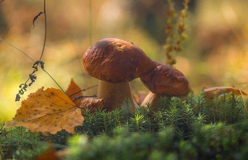 Осень на двоих