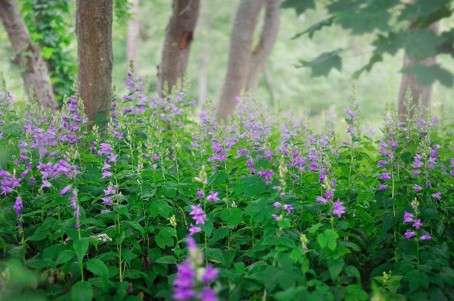 лето,цветы,лес,природа,пейзаж,туман,forest,flowers,landscape,  Kerry Moore