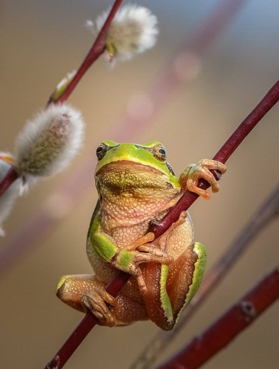 , Вячеслав Мищенко