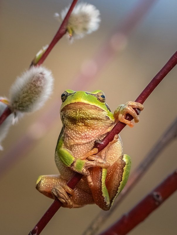 Портрет. Квакша. фото превью