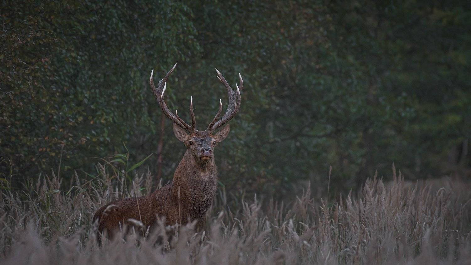 real wildlife, wildlife, nature, forest, wildlife photographer, red deer, animal photography, благородный олень, дикая природа,, Aleksey Sharypin
