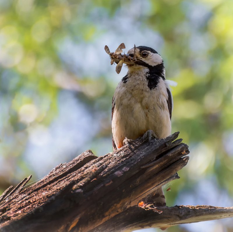 птица, пёстрый дятел, заботы, большой пёстрый дятел.. фото превью