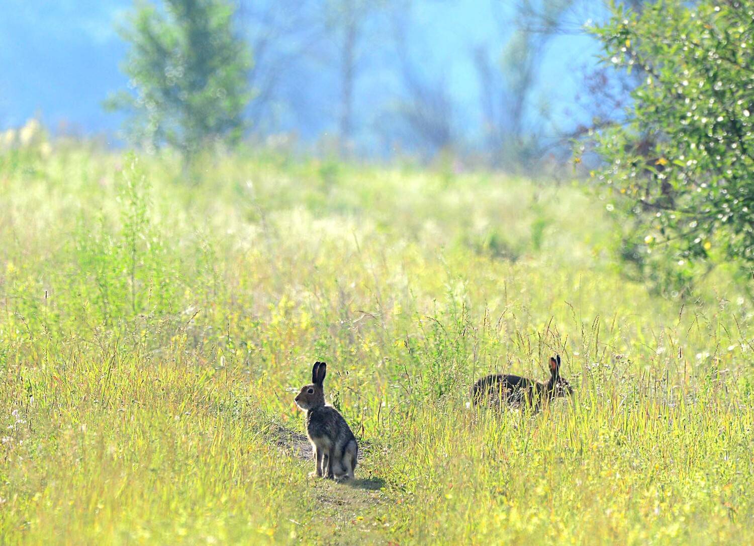 , Михаил Белоусов