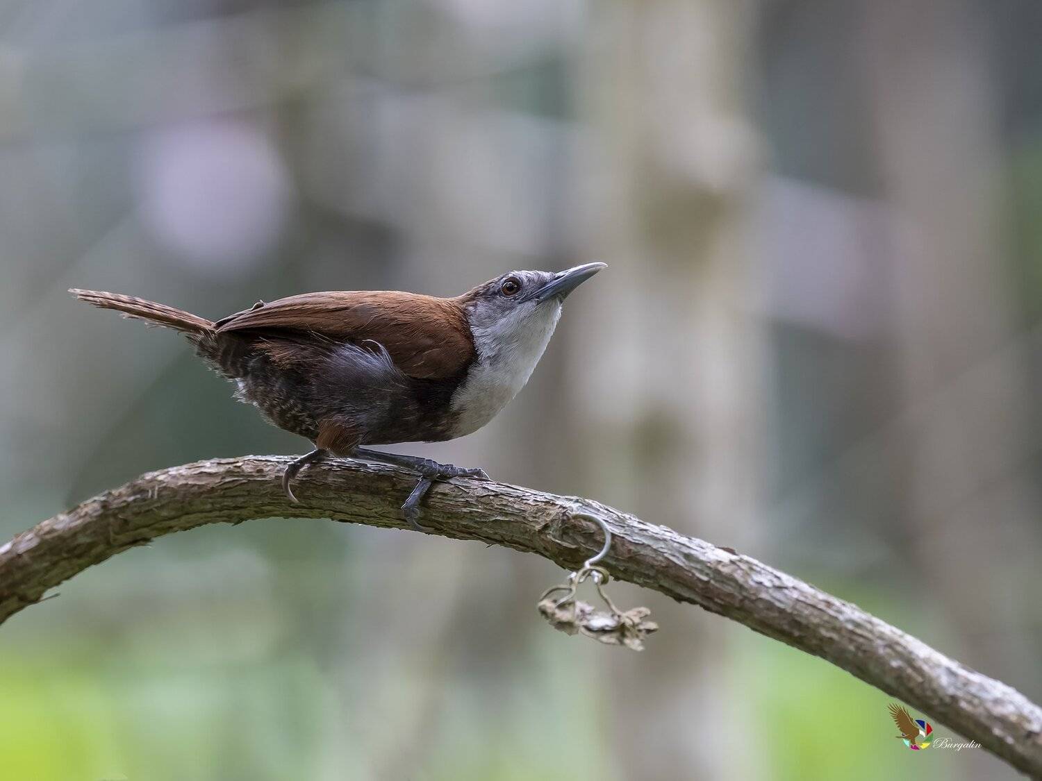 , Fernando Burgalin Sequeira