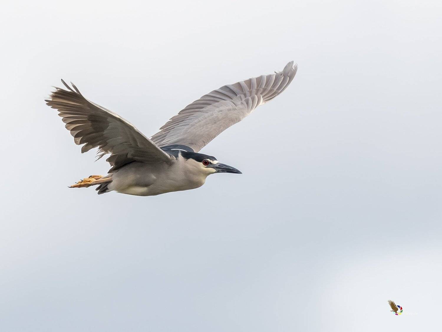 , Fernando Burgalin Sequeira