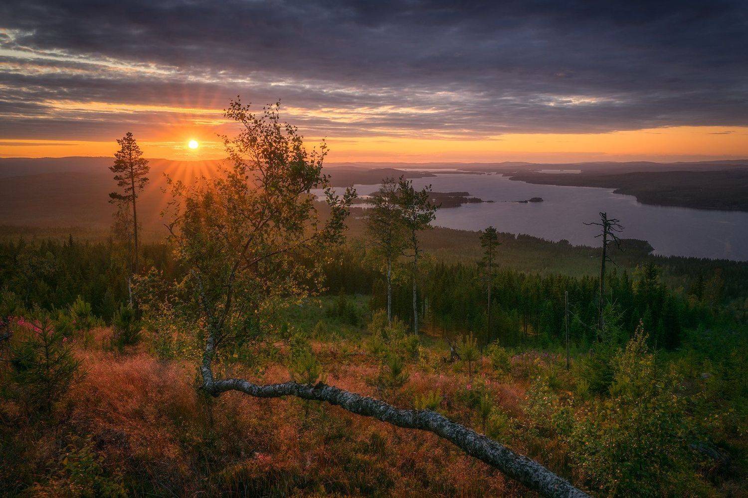 Clouds, Dalecarlia, deadtrees, Evening, eveningmood, fallentrees, Forest, goldenleaves, Grass, Grejsan, Grejsanberget, grejsansf&auml;bod, lake, lakeamungen, Leachen, midnightsun, moss, mountaingrejsan, mountainpasture, nature, outdoors, Sun, Sunset, Sunstar, , Ludwig Riml