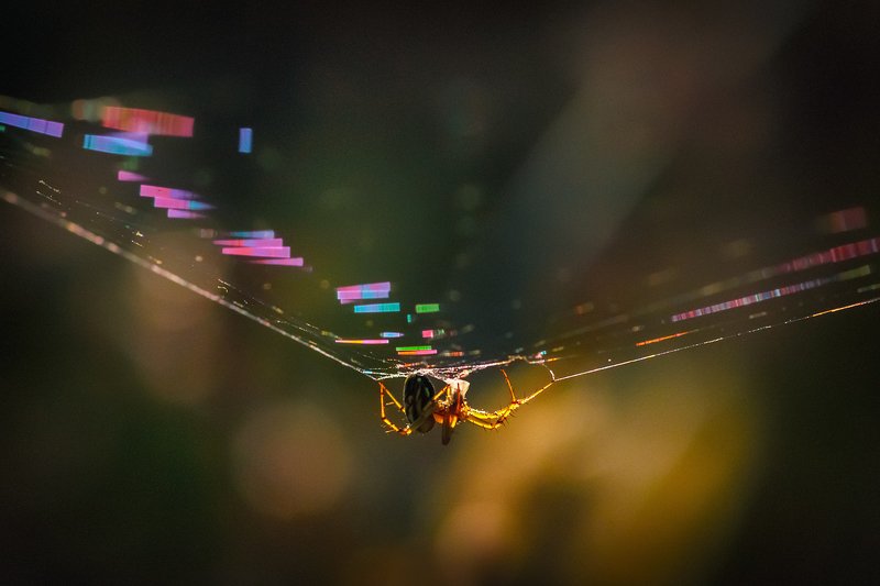 tokina 100 macro, beautiful, красивый, moment, момент, nature, природа, autumn, осень, осенняя, spider, паук, spiderweb, паутина, rainbow, радужная, sunny, солнечный, light, свет, warm, теплый, sunset, закатный, evening, вечер, Янтарно-искристое настроение… фото превью
