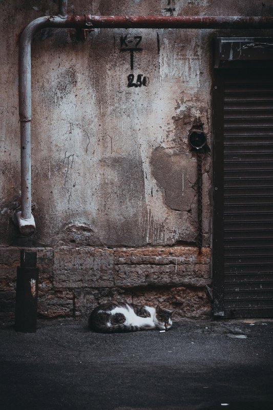 двор, животное, кот, коты, кошка, кошки городской обитатель фото превью