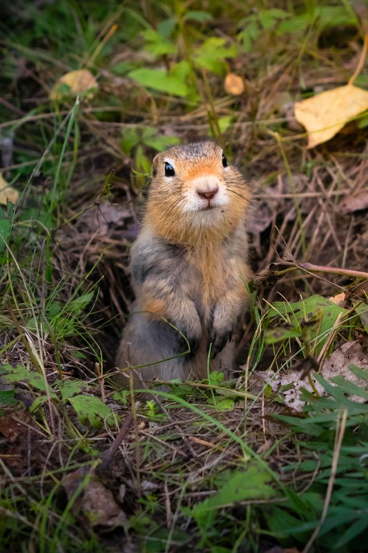 суслик Любопытство фото превью