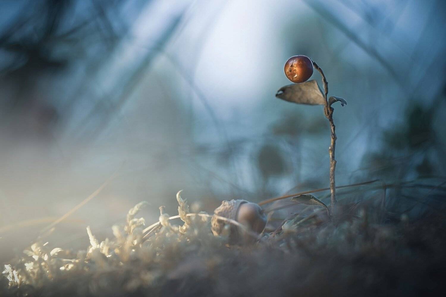 , Лапшина Владлена