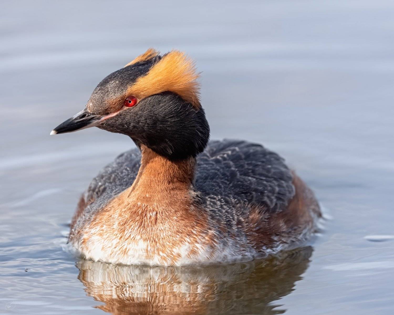 Iceland,Horned grebe,bird, Bragi Kort