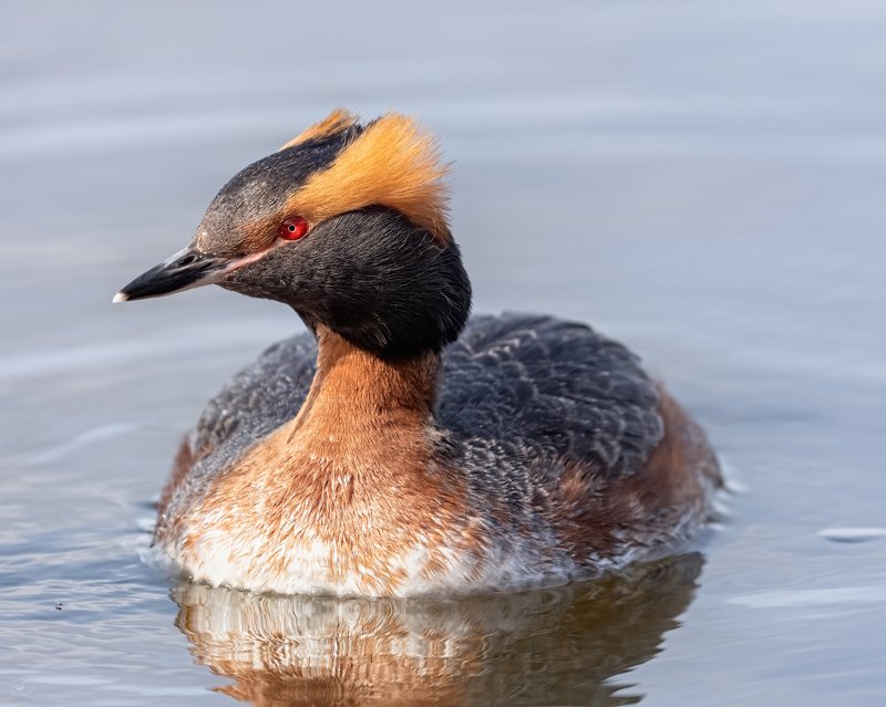 Iceland,Horned grebe,bird Horned grebe фото превью