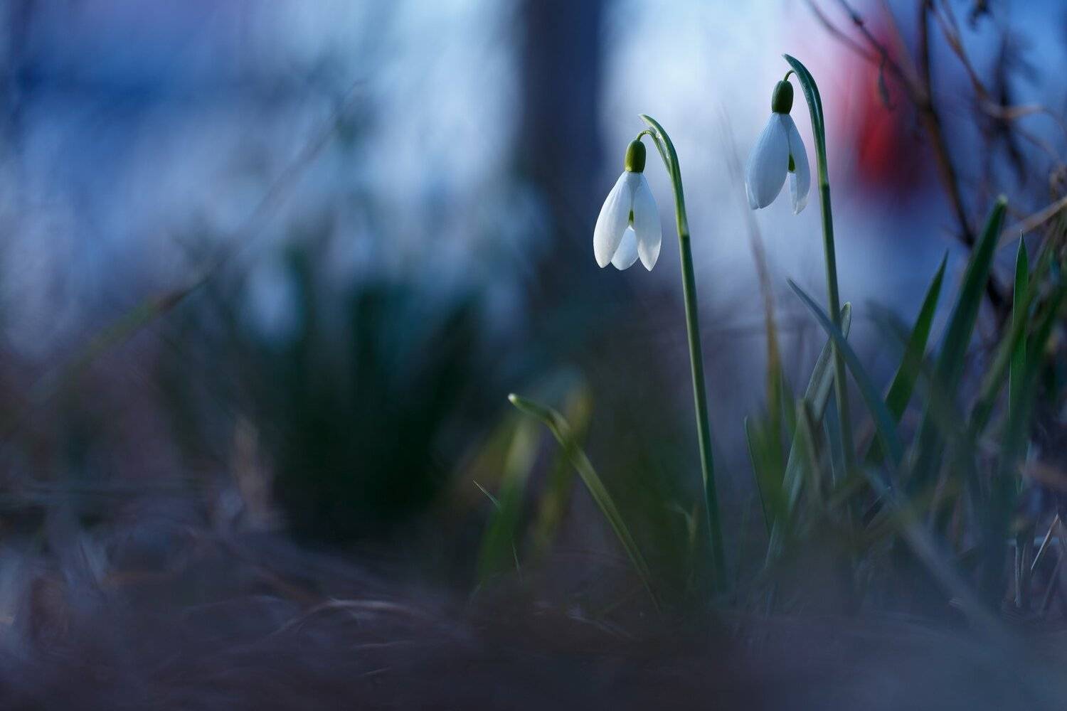 макро,природа,цвет,синий,белый,растение,подснежники, Андрей Шаповалов