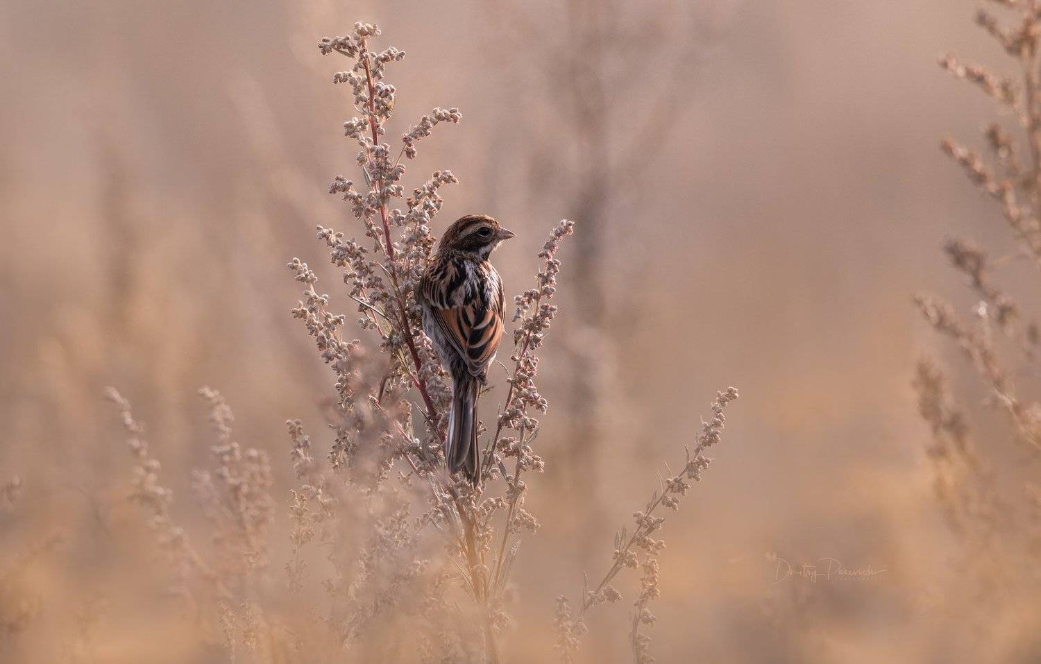 природа, лес, поля, огороды, животные, птицы, макро, Дмитрий Посевич