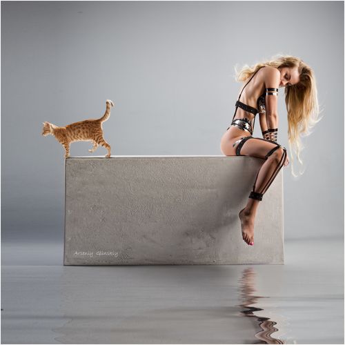 Cats