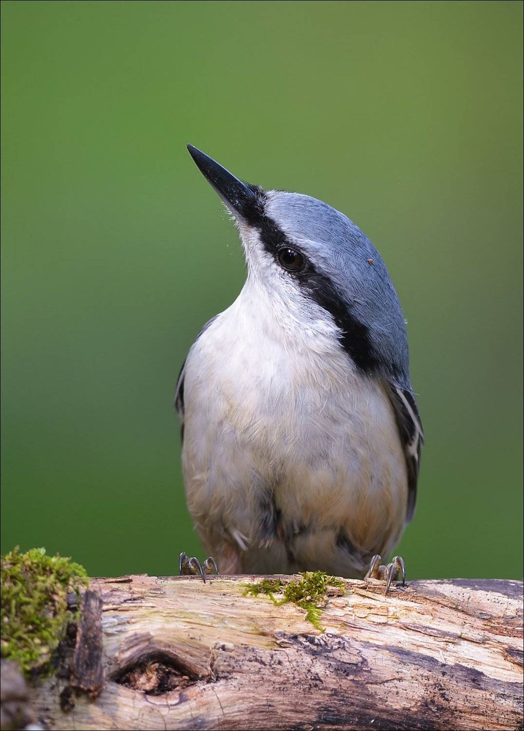 поползень, Андрей Медведев