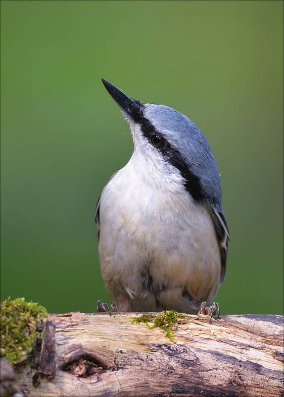 поползень Позёр... фото превью