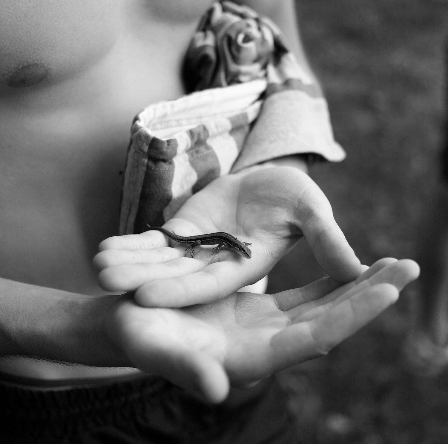 ящерица, ладонь, пузо, живот, полотенце, доверие, Дмитрий Ткаченко