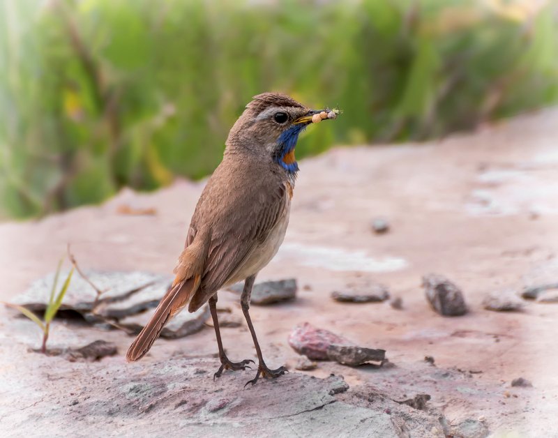 птица, варакушка, самец, варакушка.. фото превью