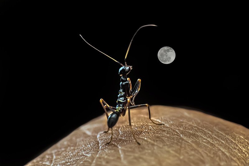 moon, ant, mantis, animal, insect, night, black, dark, nature, natural, beauty, beautiful, macro, light Ant mantis watching the moon фото превью