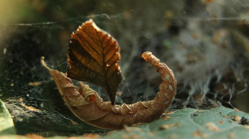 Осенний парусник.