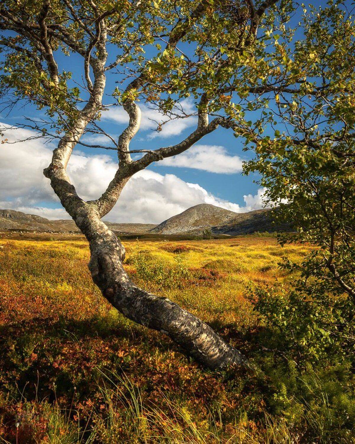 norway,mountains,sylan,tree,landscape,, Adrian Szatewicz