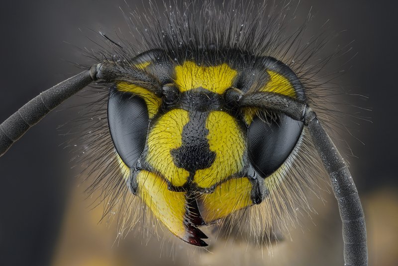 оса, насекомое, макро, супермакро, стекинг Оса фото превью