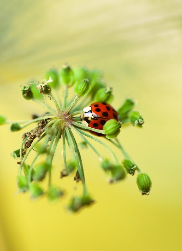 Nature фото превью