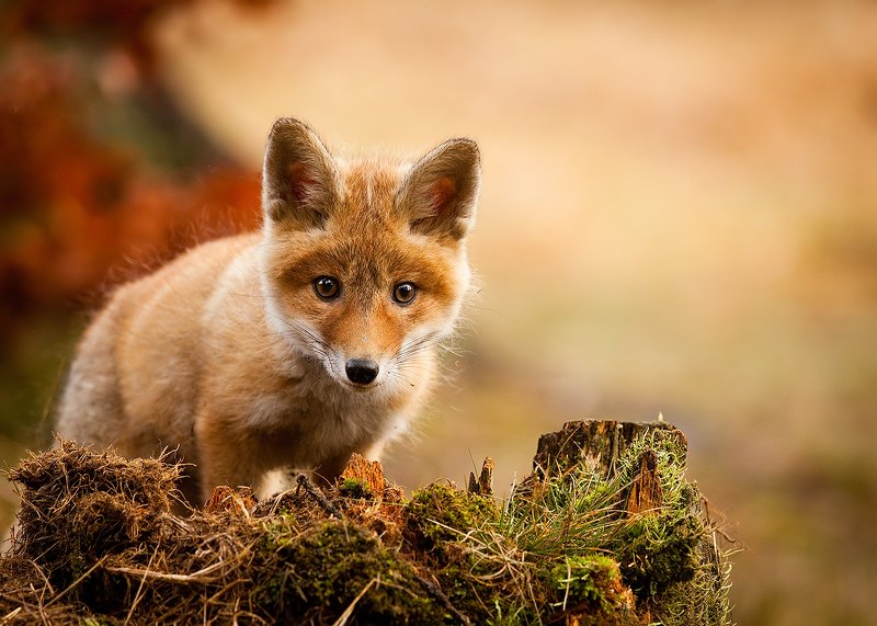 Fox фото превью