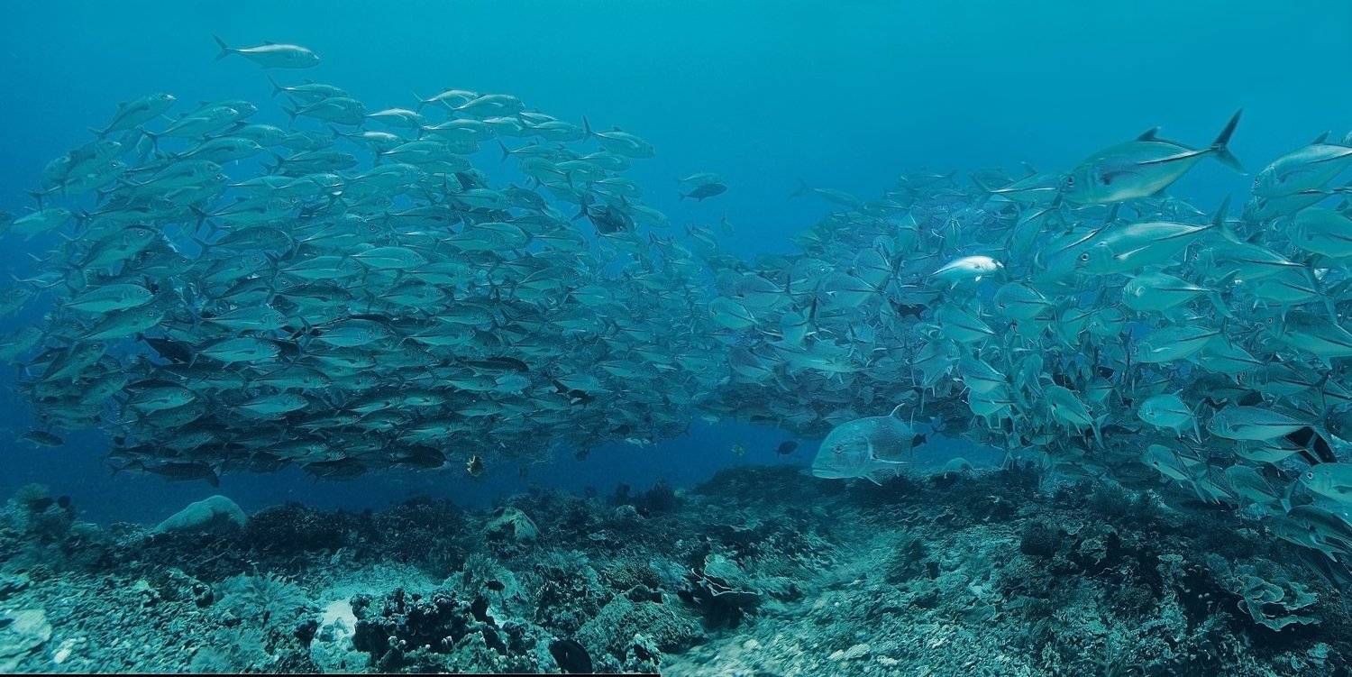 дайвинг, рыба, индонезия, стая, океан, Дмитрий