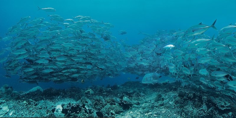 дайвинг, рыба, индонезия, стая, океан Коранксы фото превью