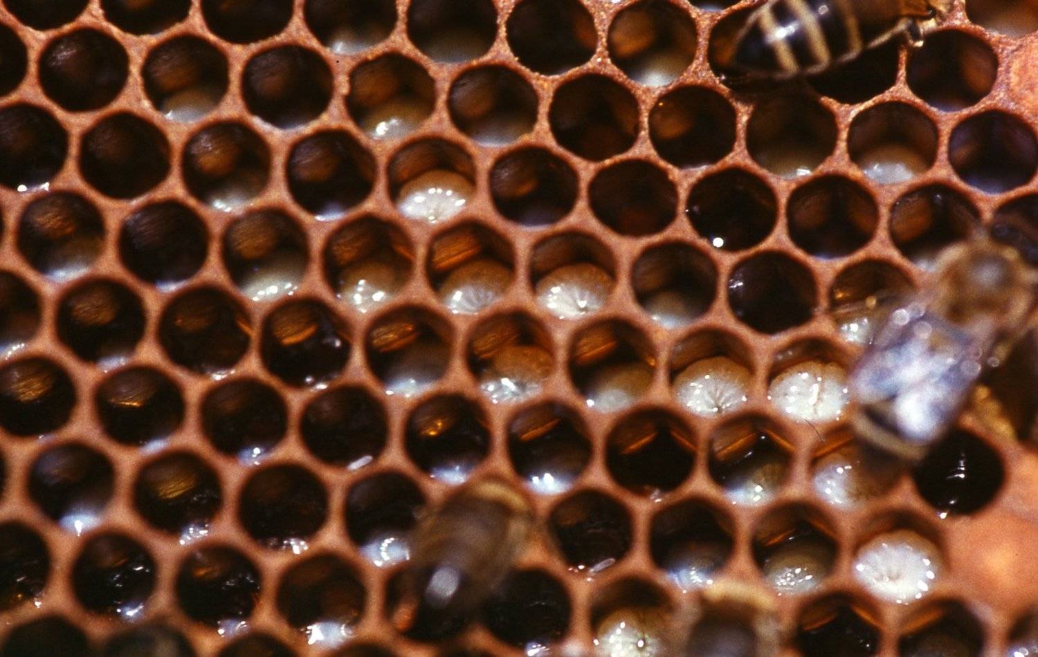 расплод., петр чиков