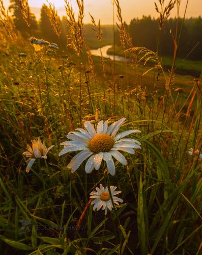 Ромашковый рассвет