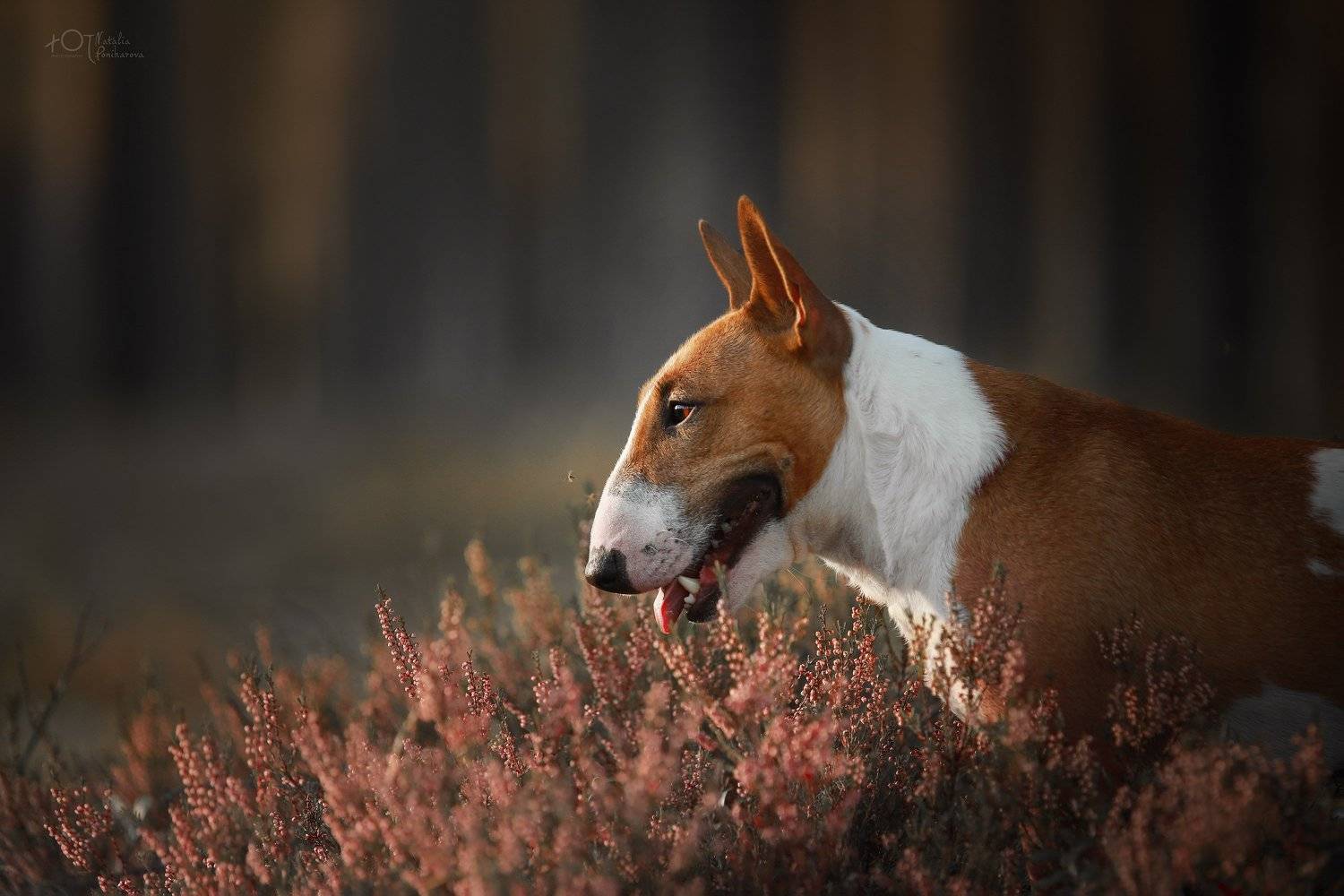 , Наталия Поникарова