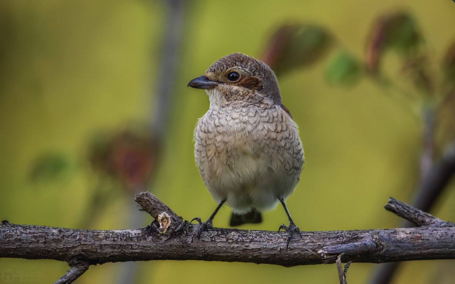 , Александр Круль