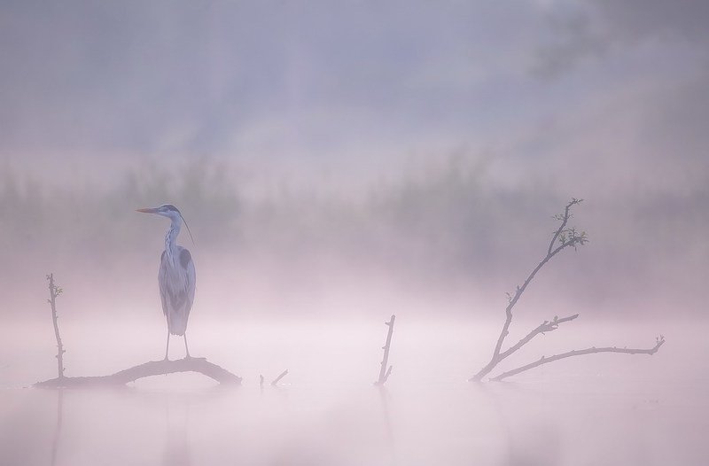 В тумане фото превью