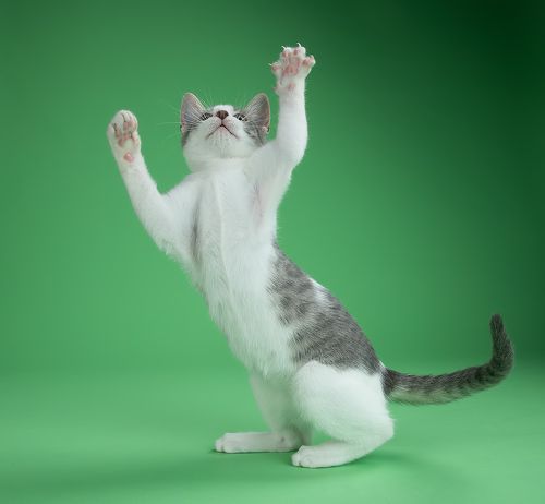 Cat Sage. Котенок Сэйдж
