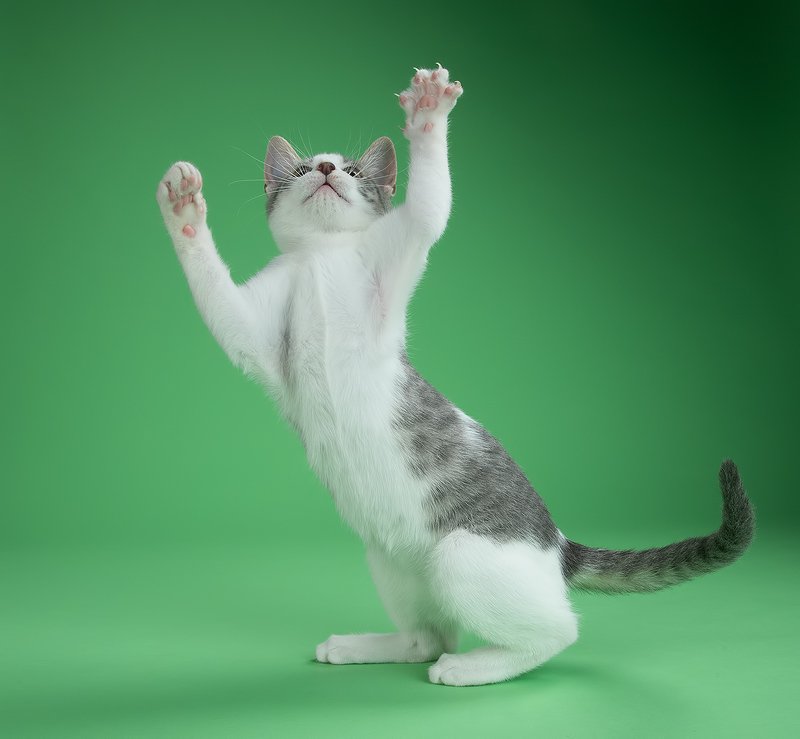 кошка, котенок, сats, домашнии любимцы, котенок, kitten, Cat Sage. Котенок Сэйдж фото превью