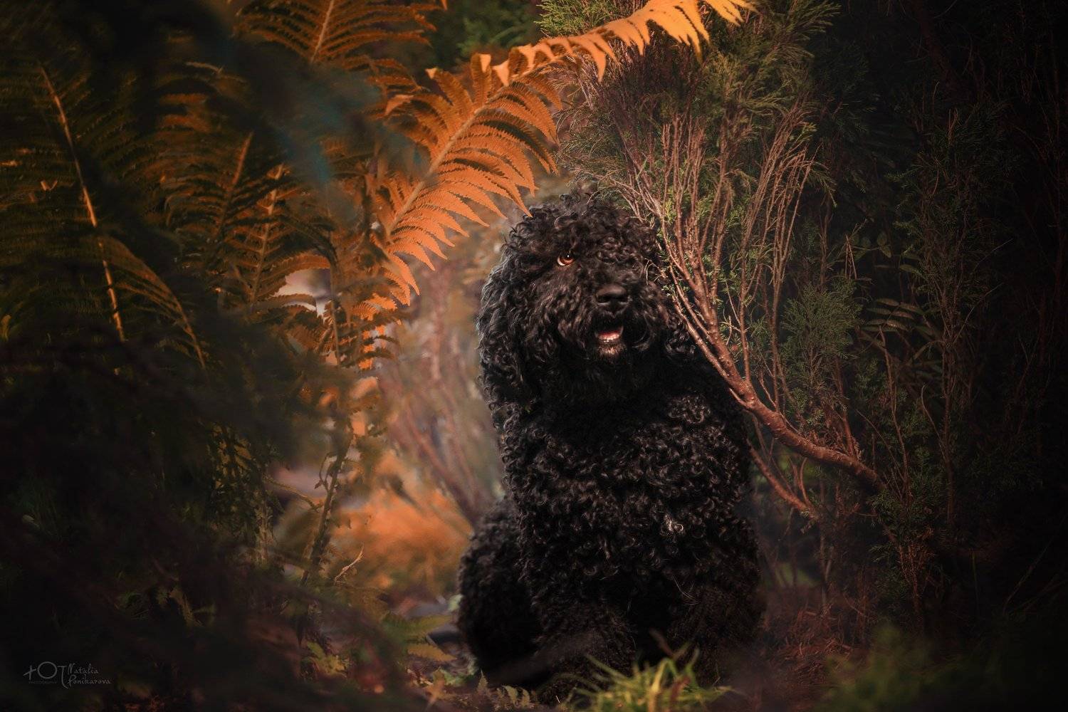 , Наталия Поникарова