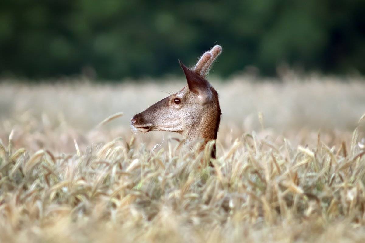 wildlife, deer, дикая природа, олень,, Wojciech Grzanka