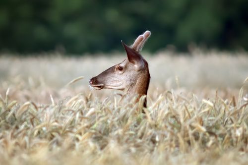Deer in the crop