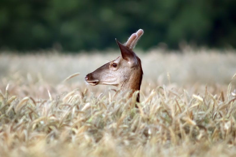 wildlife, deer, дикая природа, олень, Deer in the crop фото превью