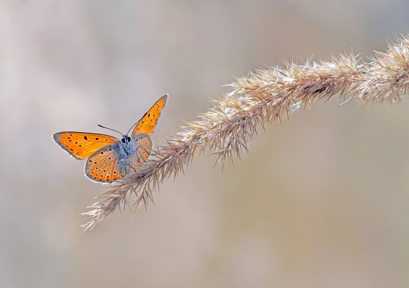 Червонец фото превью