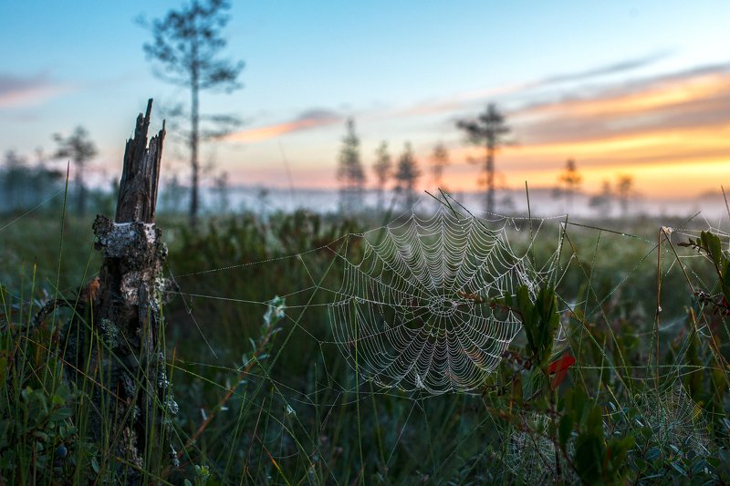 На рассвете фото превью
