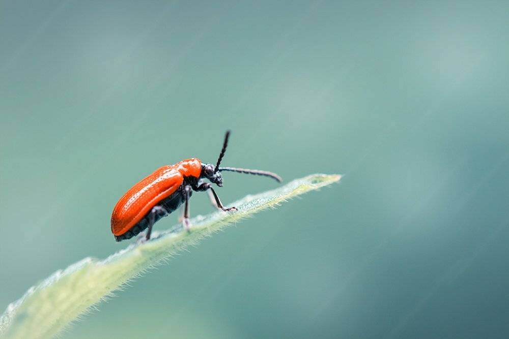 макро, жук, природа, macro, bug, Марина Хилько