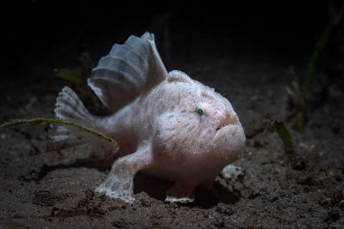 Frog fish