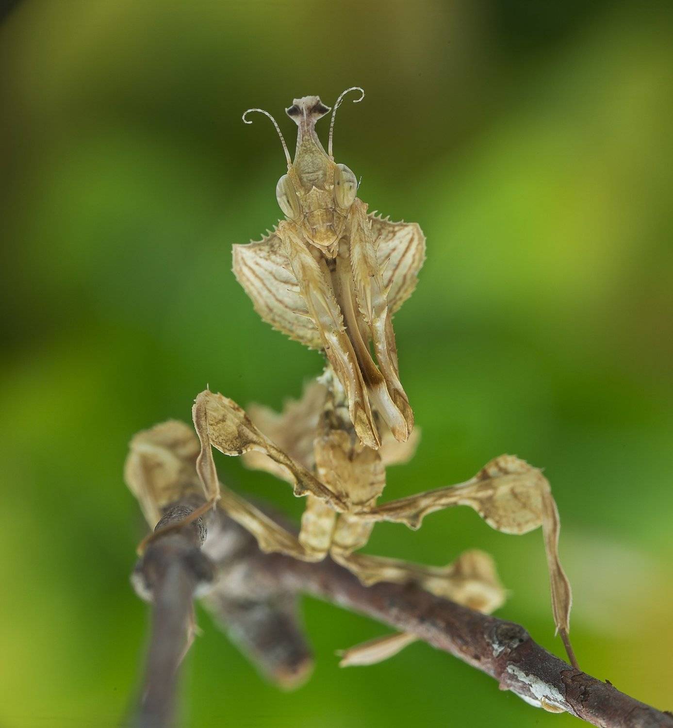 #mantis#macro#colors, Choo How Lim