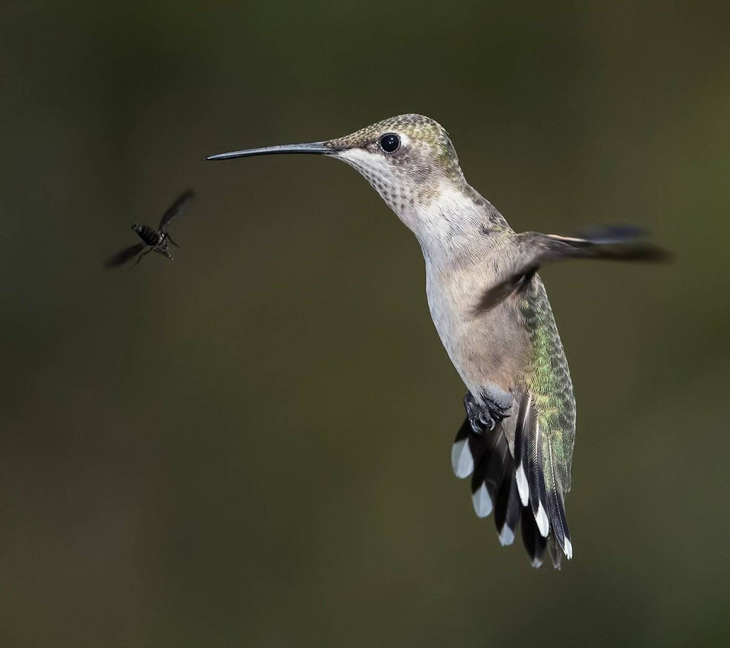колибри,ruby-throated hummingbird, hummingbird, Elizabeth Etkind