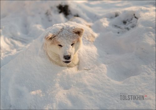 Снежный пес