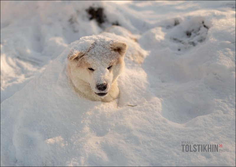 Акито-Ину Снежный пес фото превью